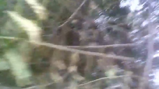 Мы увидели паука-крестовика смотреть онлайн