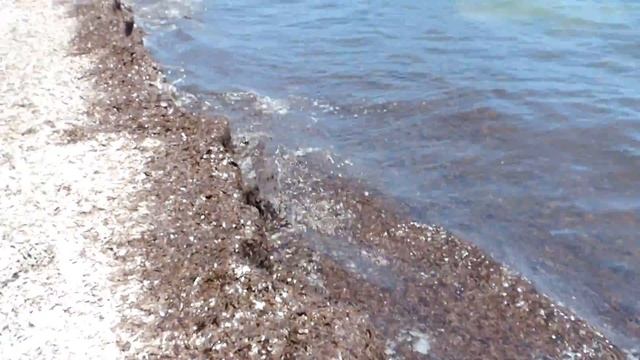 Южный Крит. Ливийское море. Плакиас. Как водоросли загаживают пляж