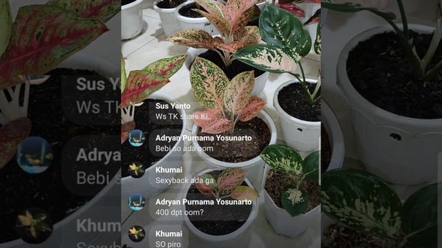 live online facebook jual tanaman aglonema ( recomended seller) смотреть онлайн