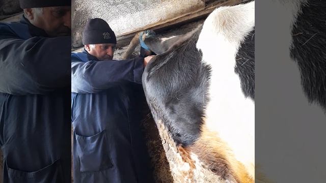 Корова не любит чужих. смотреть онлайн