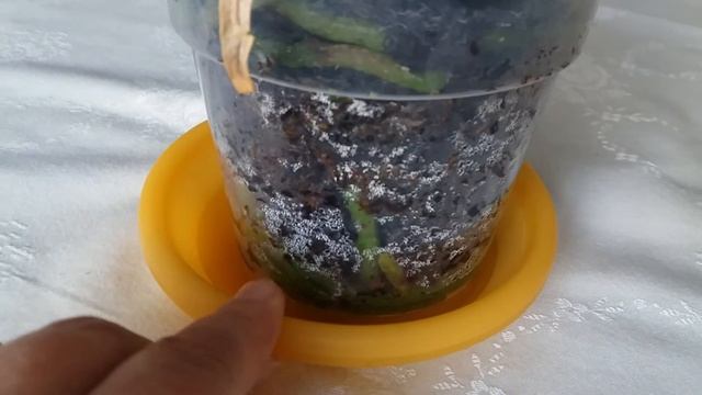 ОРХИДЕЯ "КАМЕННАЯ РОЗА" - НОВАЯ КРАСОТКА В МОЮ КОЛЛЕКЦИЮ смотреть онлайн