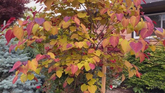 'Flame Thrower' Redbud Tree (Cercis Canadensis)