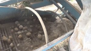 Трактор Т-25 в сцепке с комбайном Anna Z-644 копает картофель на приусадебном участке