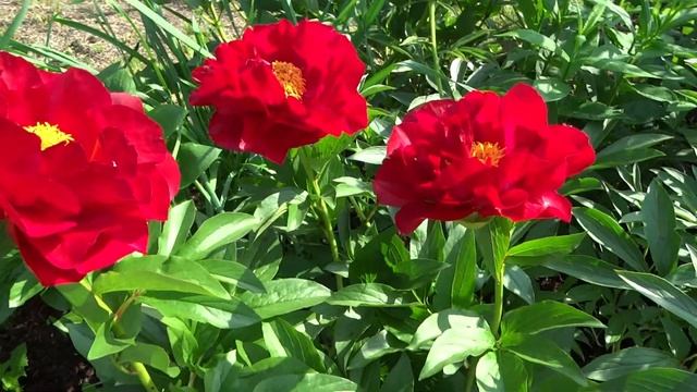 Пион Макинак Гранд / Peony Mackinac Grand - Сад на Волхове смотреть онлайн