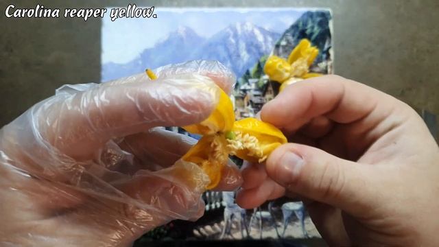 Сarolina reaper yellow. Сбор семян перца. Как собрать семена из перца. смотреть онлайн