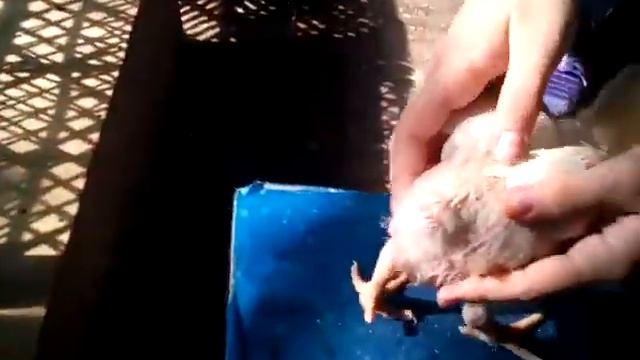 Вес циплят моих бройлеров в две недели. смотреть онлайн