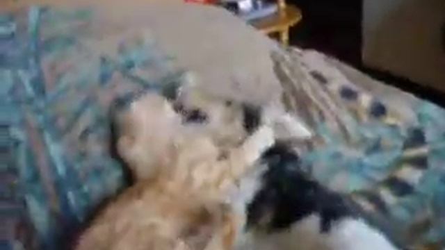 Чук и Рыжик смотреть онлайн