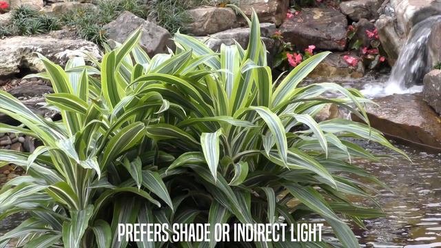 Houseplants, Fruit Trees & The Mysteries Of Watering Plants