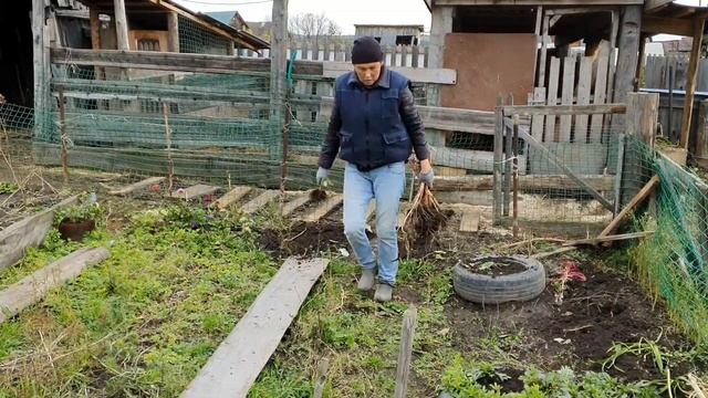 С цесарками Все!!! Бабье лето // Юлия Артуровна влог смотреть онлайн