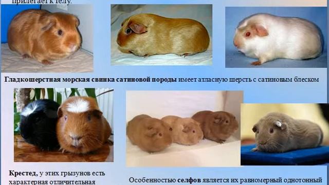 Трансляция| Объединение "В мире животных"| Морские свинки смотреть онлайн