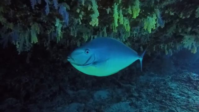 Rainbow Giri смотреть онлайн