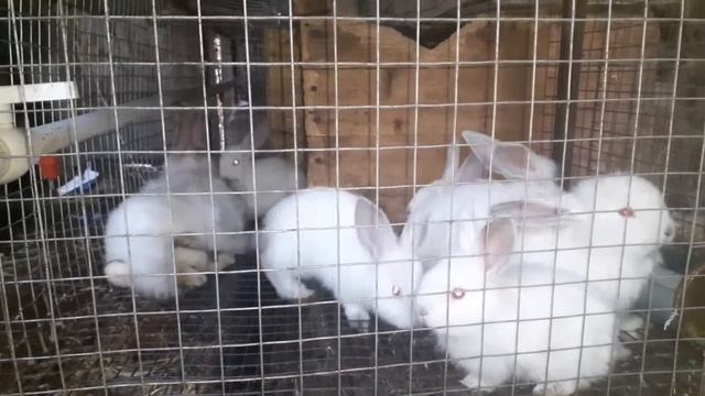 Обычный день! Работаю дома с кроликами /готовлюсь к окролу! смотреть онлайн