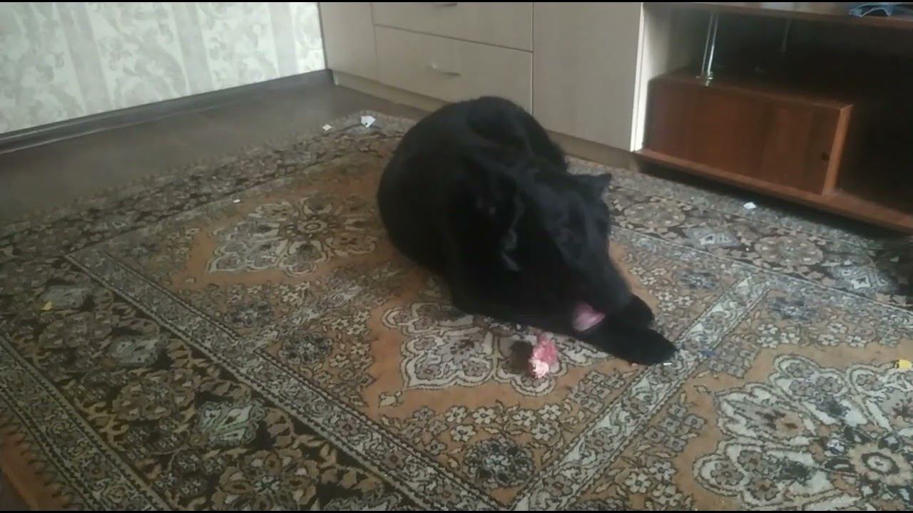 ВЕО черная Восточно Европейская Овчарка 21 смотреть онлайн