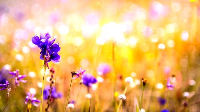 Pleasant music. A cheerful melody without words. Light background music смотреть онлайн