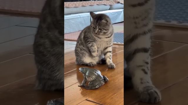 котик пристает к жабе.cat sticks to a toad смотреть онлайн