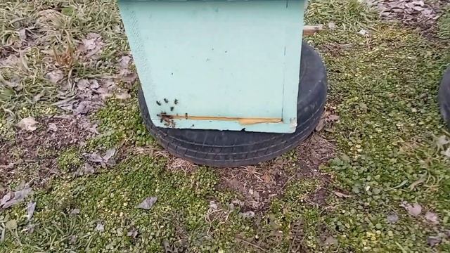 Небольшой облёт пчел 23 Февраля 2022 г. смотреть онлайн