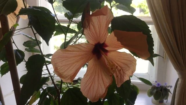 Прекрасный Полотняный завод.Усадьба Гончаровых.