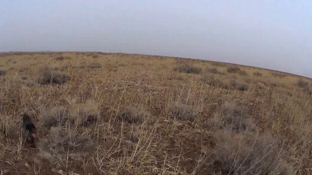 СУПЕР ОХОТА! ДОБЫЛИ 13 ЗАЙЦЕВ! Охота на зайца 2022. Охота на зайца с дратхааром. Охота в Казахстане смотреть онлайн