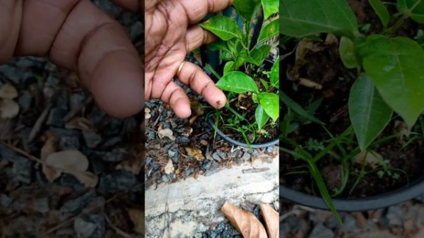 ഇതൊന്നു ചെയ്താൽ ആഴ്ചകൾ മതി തിങ്ങി നിറയാൻ Passion Fruit Plant Tips