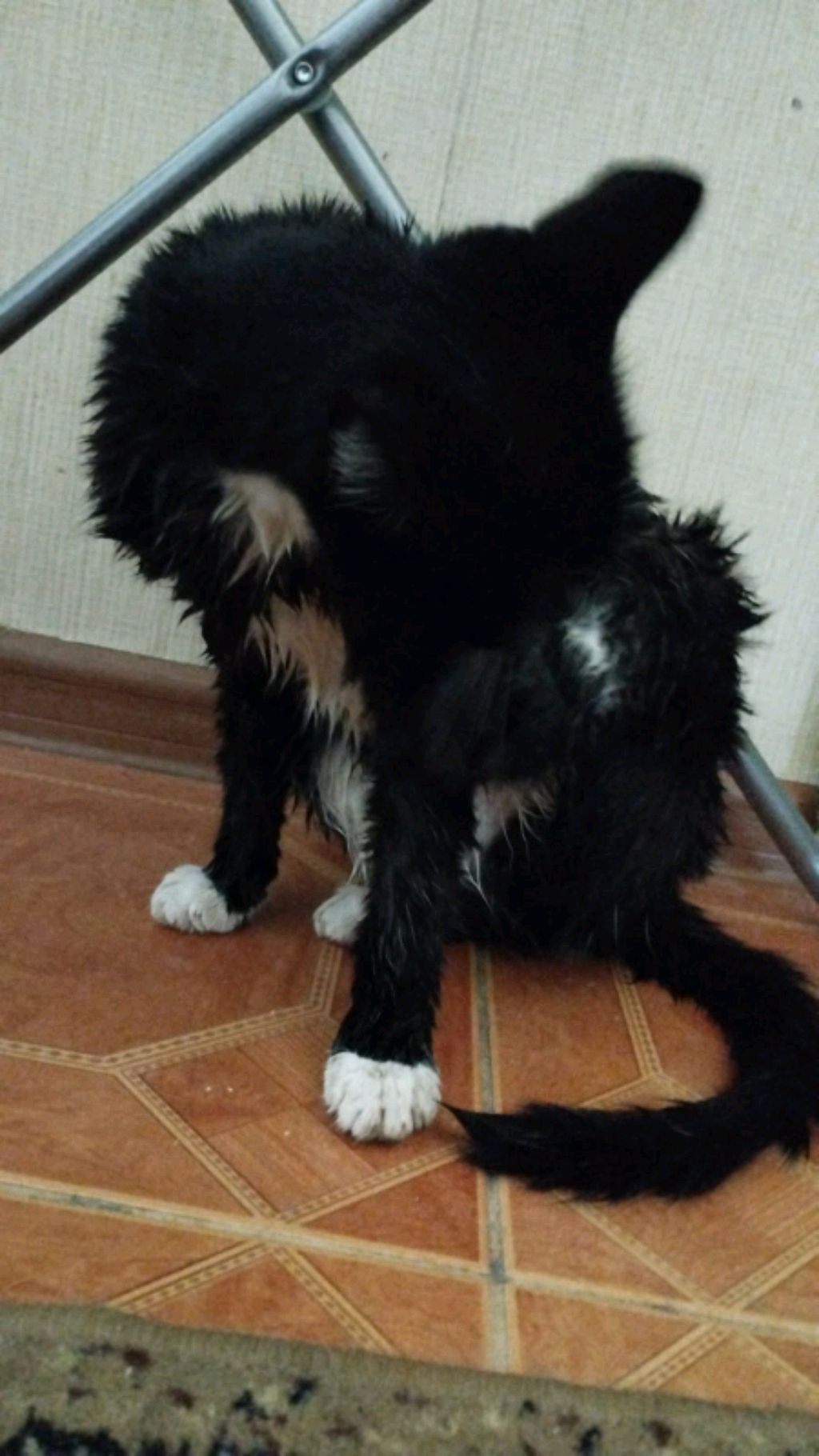 Прошка смотреть онлайн