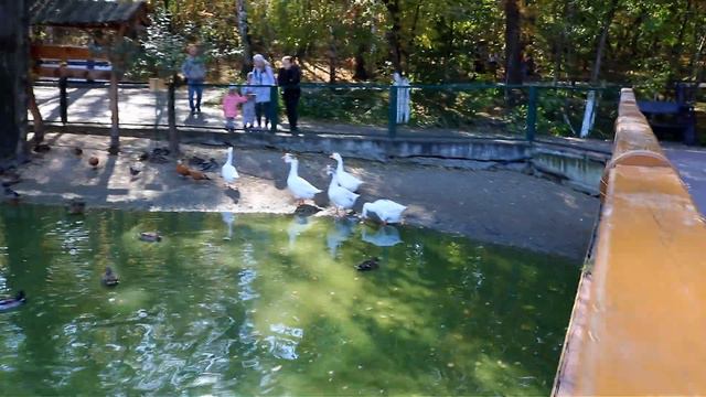 Прогулка по Новосибирску Гуси ходят строем и попрошайничают смотреть онлайн