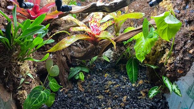 24x18x24 Oophaga histrionica small form red head build смотреть онлайн