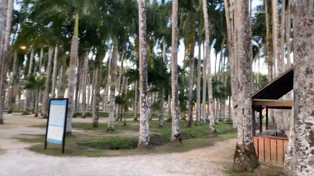 Пальмовый сад. Парамарибо. Суринам. смотреть онлайн