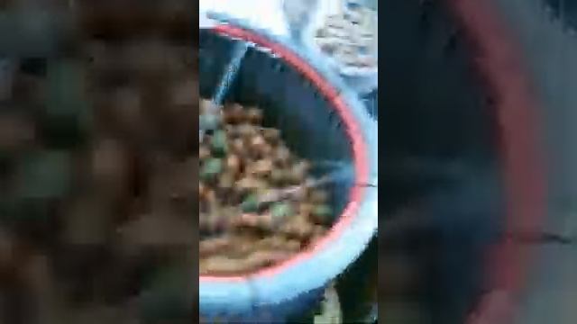 Decojitor pentru nuci. Очиститель грецкого ореха. смотреть онлайн