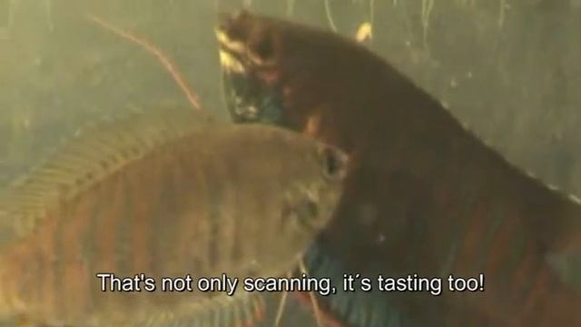 Colisa fasciata (Banded gourami) смотреть онлайн