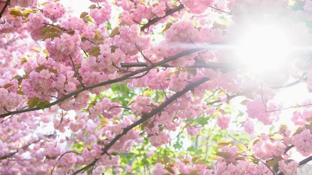 Daily Piano || Lovely Peony - K Piano 🌿 낭만적인 피아노 음악과 아름다운 자연 풍경 смотреть онлайн