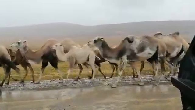 Республика Алтай. смотреть онлайн