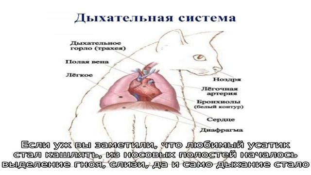Заболевания органов дыхания у кошек