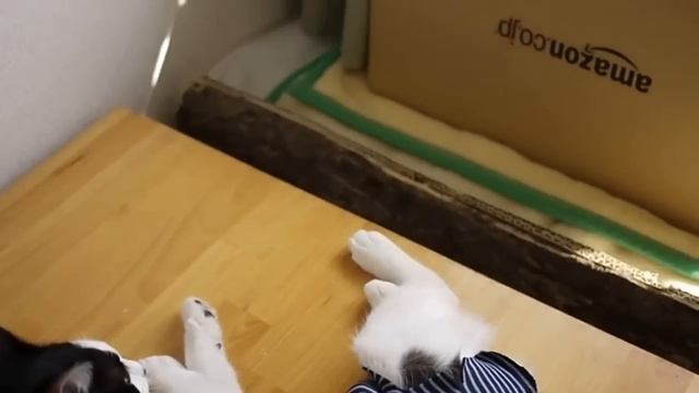How to help you put a super easy post-operative clothing cat■CAT25NET,cat25,猫ニャーゴ смотреть онлайн