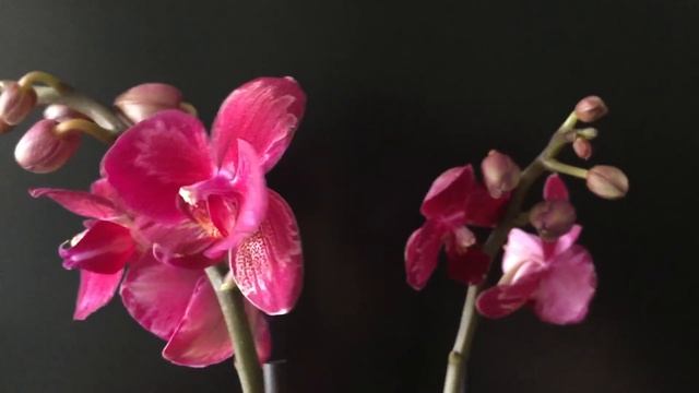 Орхидея - открытие Интрига!!! Мультифлора ... роскошная красавица))))))))))))) смотреть онлайн