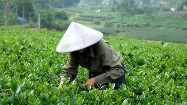 Tea picking in Tan Cuong tea plantation, Thai Nguyen, Vietnam смотреть онлайн