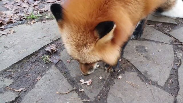 ЛИ СЯО. Алиса - Лиса. Очень вкусная добыча лисы. смотреть онлайн