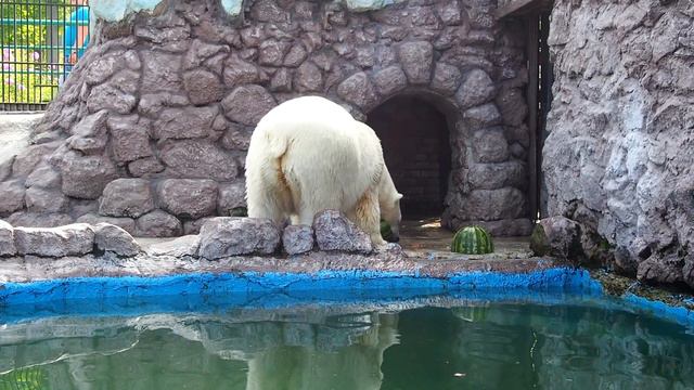 Арбуз для белых медведей смотреть онлайн