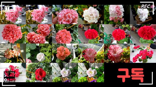 (제라늄#21)_🌷제라늄, 오덴시외 블랙맘바 성장기 2탄! 명품 팬시제라늄(Pelargonium) 🌱 (펠라고늄, Pelargonium) Geranium, 유럽제라늄 смотреть онлайн