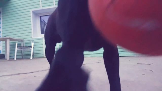 Кане-корсо Фрэнки играет | Итальянский мастиф | Cane corso Frank смотреть онлайн