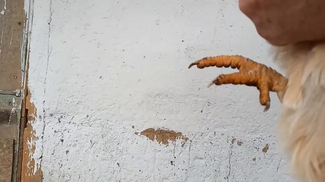 КНЕМИДОКОПТОЗ РЕЗУЛЬТАТ ЛЕЧЕНИЯ НАРОДНЫМ МЕТОДОМ 