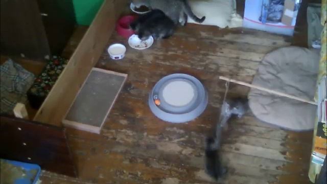 Котята ждут хозяев. 01.04.2019 Москва goryachev_ag@mail.ru смотреть онлайн