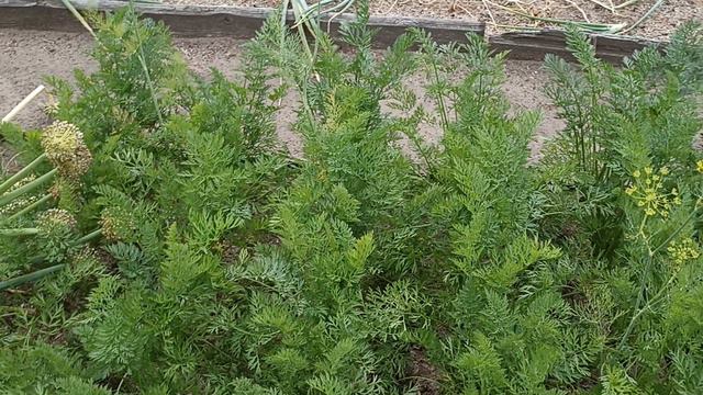 Морковка растет.