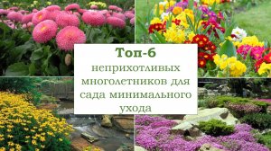 ?Неприхотливые многолетники для ленивого сада