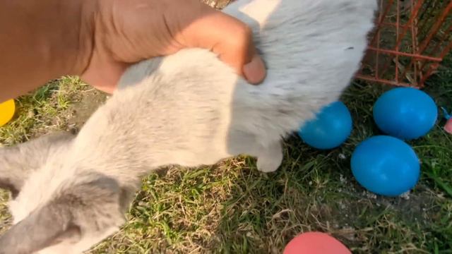 Tangkap Ayam Lucu, Ayam Warna Warni, Ayam Rainbow Gokil, Kelinci, Kucing Lucu, Bebek, Hewan Lucu #0