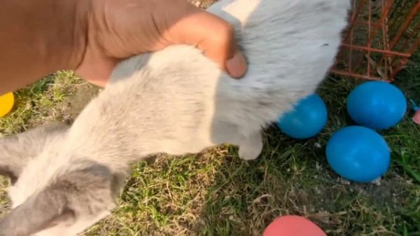 Tangkap Ayam Lucu, Ayam Warna Warni, Ayam Rainbow Gokil, Kelinci, Kucing Lucu, Bebek, Hewan Lucu #0