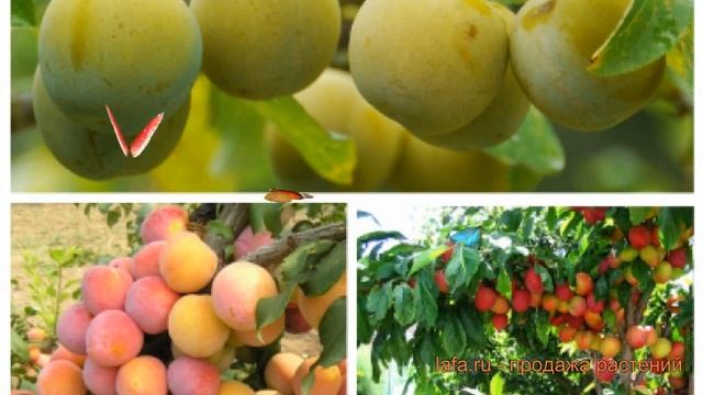 Слива обыкновенная Ренклод колхозный - Скороплодная ? обзор: как сажать, саженцы сливы смотреть онлайн