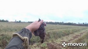 охота на перепела 2 ставропольский край