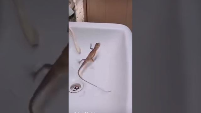 One Two Three Start Funniest Video Lizard Funny Video Lizard 1 2 3 Start смотреть онлайн