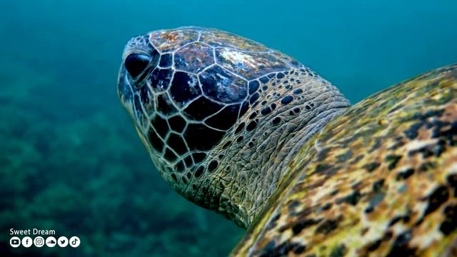Расслабляющая музыка для души ? Музыка успокаивает нервы, лечит бессонницу и полезна для сердца #63 смотреть онлайн