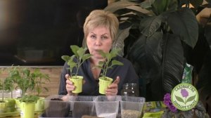 КАК СОСТАВИТЬ ИДЕАЛЬНУЮ ПОЧВОСМЕСЬ ДЛЯ ПЕРЕСАДКИ / ПЕРЕВАЛКИ / ПИКИРОВКИ РАССАДЫ!